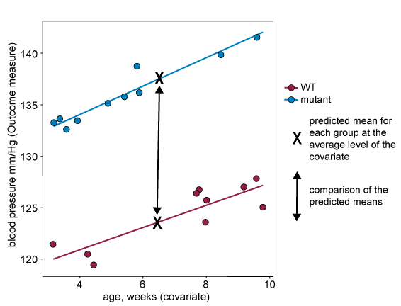 A graph plotting the covariate of age in weeks on the x-axis and the outcome measure of blood pressure on the y-axis. Different coloured dots represent two different strains, wildtype and mutant. Both wildtype and mutant animals have similar age ranges, and the lines of best fit are parallel and there is a slope (e.g. the lines are not horizontal). There is an X half way along each line of best fit with a doubleheaded arrow vertically between them indicating that this gap is what is being compared.