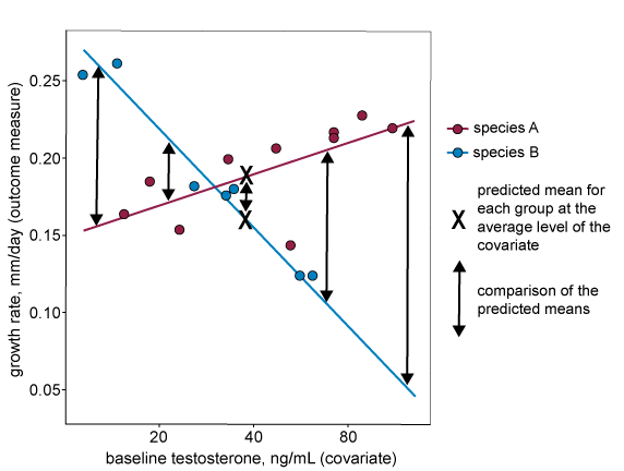 A graph plotting the covariate of baseline testosterone on the x-axis and the outcome measure of growth rate on the y-axis. Different coloured dots represent data from two different species. The growth rate of one species decreases as baseline testosterone increases, the growth rate of the other species increases as baseline testosterone increases. The lines of best fit for each species cross and look like an X on the graph. There are black Xs half way along the lines of best fit, and there is a short doubleheaded arrow between them showing only a small difference. There are other doubleheaded arrows at different points between the lines of best fit showing that at different levels of the covariate, the difference between the groups can be larger or smaller.